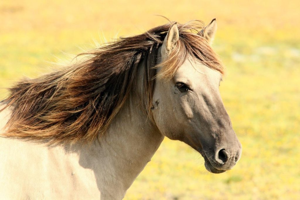 Ruiters op paarden in een manege in Den Bosch, ter illustratie van faciliteiten en verzorging
