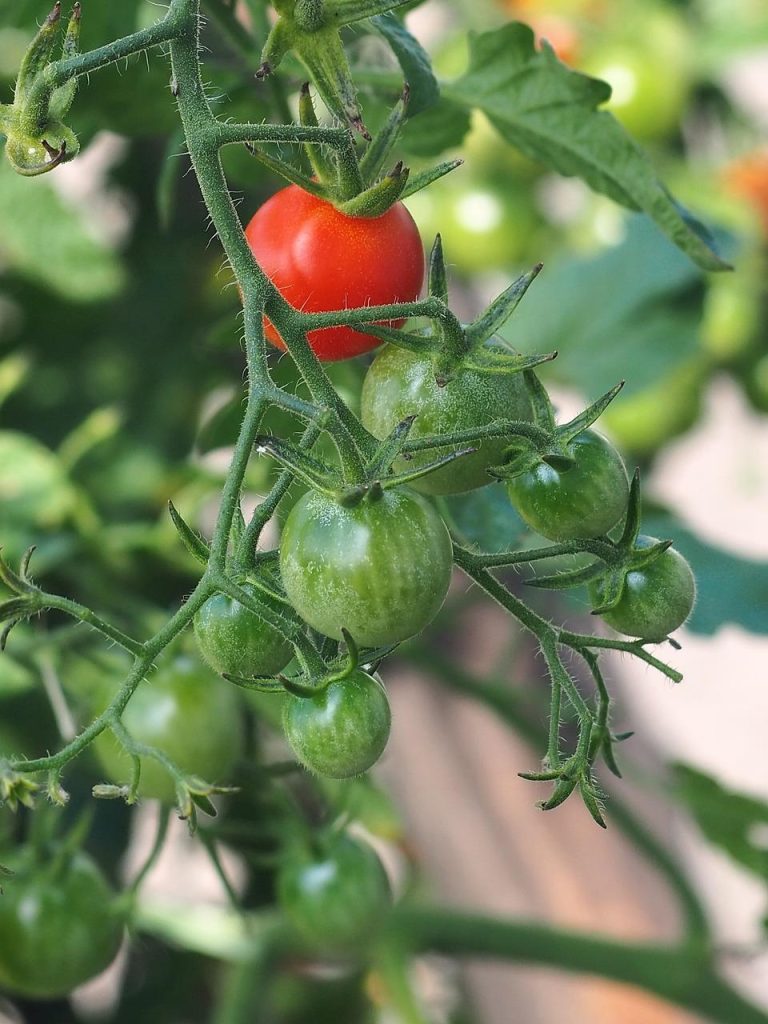 Biologische bestrijding tegen Tuta absoluta met natuurlijke vijanden zoals sluipwespen en roofmijten