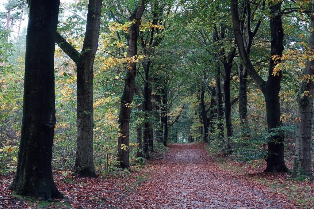 Uitzicht op boslandschap en heidevelden van de Veluwe, ideaal voor een overnachting in de natuur
